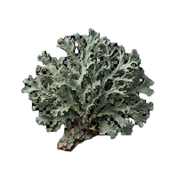 Oakmoss
