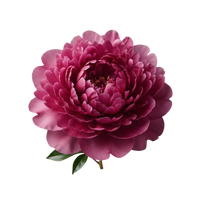 Peony