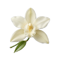 Vanilla Orchid